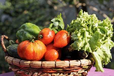 wet vegetables on table in gardenの写真素材