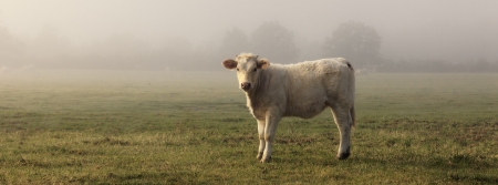 panoramic view of cow in field with fogの写真素材