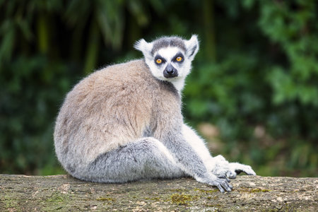 ring-tailed lemur looking straight ahead in forest 