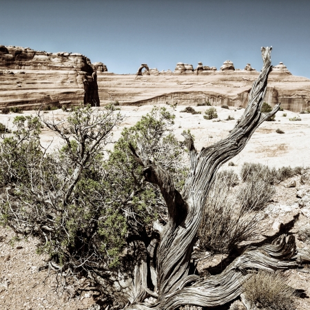 wood and delicate arch, arizona の写真素材
