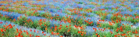 Panoramic view, field of violet lavender and red poppy flowers の写真素材