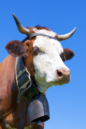 Portrait of Brown milk cow with bell in blue skyの写真素材
