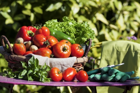 Some vegetables in a basket under sunlightの写真素材