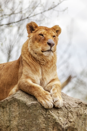 Lioness resting on a rockの写真素材
