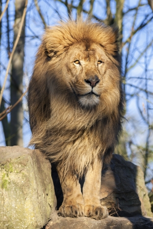 The most beautiful lionの写真素材