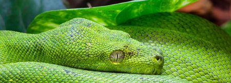 Panoramic view of green python