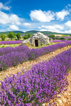 Lavender field near Banon, Franceの写真素材