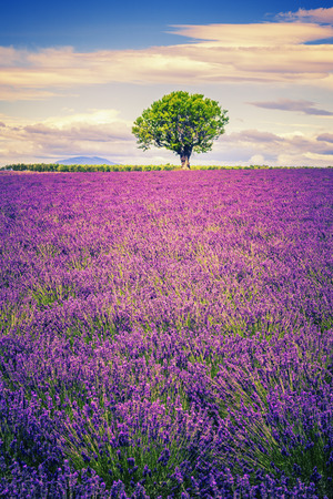 Lavender field with tree in Provence at sunset, Franceの写真素材