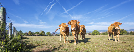 Panoramic view of brown cows in french countryの写真素材