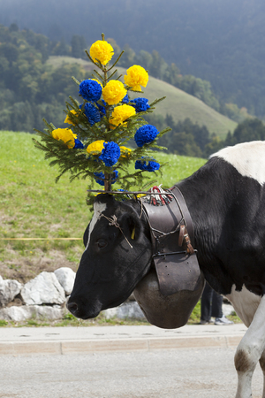 CHARMEY, SWITZERLAND - SEPTEMBER 26, 2015: cows on the annual transhumance at Charmey on the Swiss alps.のeditorial素材