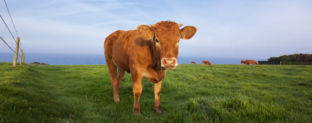 Panoramic view of brown cow in Normandy, France.の写真素材