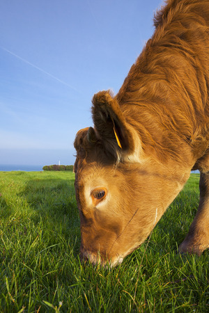 Portrait of grazing cow in Normandy, France.の写真素材
