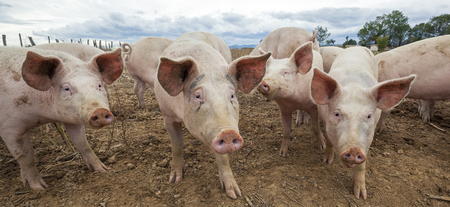 Panoramic view of pigs outdoors in autumnの写真素材