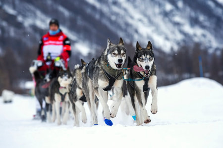 Sled dog race on snow in France, Europe.
