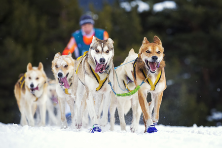 sled dog race on snow in Franceの写真素材