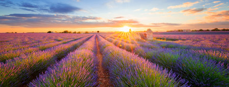 Panoramic view of lavender filed in Valensole. Provence, France