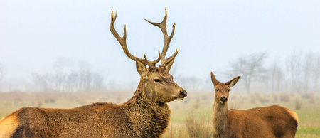 red deer stag and doe in forest landscape of foggy mistyの写真素材