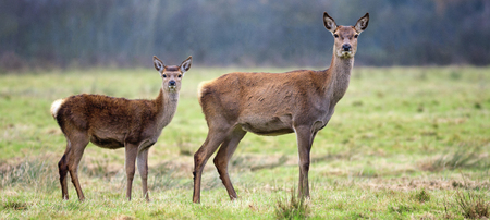 Whitetail fawn and its doe in a thick forestの写真素材