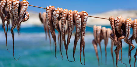 octopus drying out after fishing, Milos, Greeceの写真素材