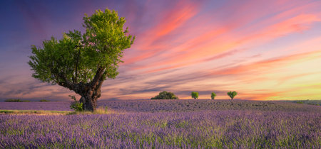 Lavender field at sunset, Valensole, Franceの写真素材