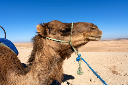 Head of camelsin the desert, Moroccoの写真素材