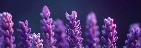 lavender flowers, AI generated imageの素材