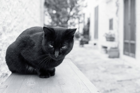 black cat in a street, Alberobello, Puglia, Italyの写真素材