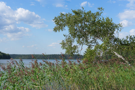 Shore of a lake in summer under a blue sky with cloudsの写真素材