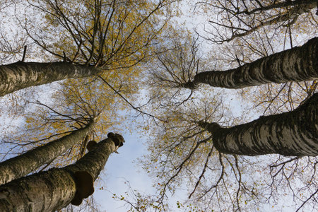 Beautiful view from below on the crowns of several birches going up into the sky. birch branches...