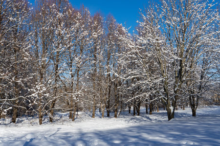 Beautiful winter landscape with snow-covered trees. Blue sky and textured snow. Winters tale. High...