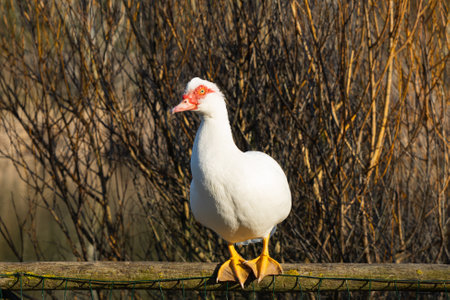Elegant and exotic musk duck, Cairina moschata, in its natural habitat. Study of ornithology. High quality photoの写真素材