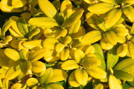 Yellow colorful of botanical leaf close-up. Close up yellow leaf pattern for background. Fresh yellow leaves. High quality photoの写真素材