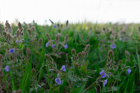 Blue wildflowers grow in a meadow among green grass on a sunny summer day.