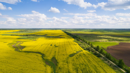 Aerial drone top view of yellow blooming field of rapeseed with lines from tractor tracks and green...