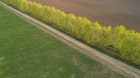 Drone photo of the bright green wheat field separated by the road. There is a tree by the road....