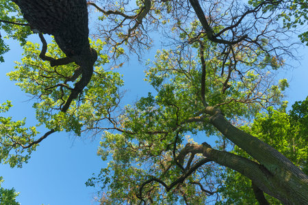 View from below of oak tree tops with green leaves against blue sky. Wide angle view from below....