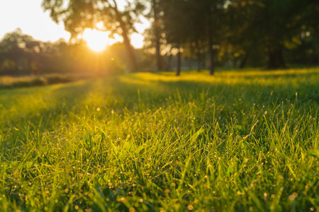 Summertime sunrise over a grassy field . High quality photoの写真素材
