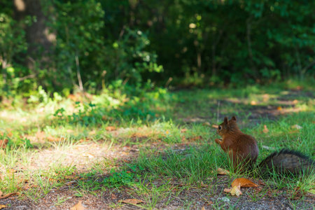 Squirrel searching for food in the park. Close-up photos of wild animals. High quality photoの写真素材