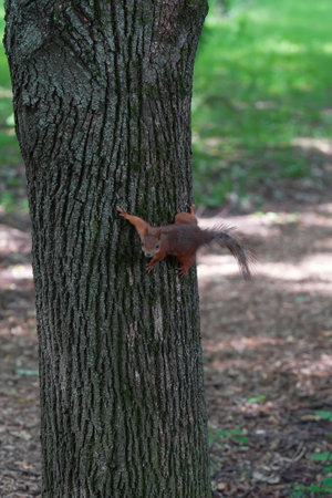 A furry squirrel on a tree trunk in a city park looks straight into the camera. A wild animal looking for food. High quality photo.の写真素材