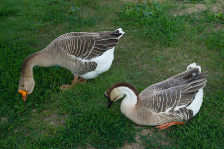 Two grey domestic geese nibble green grass. Grazing geese, breeding and keeping at home High quality photoの写真素材