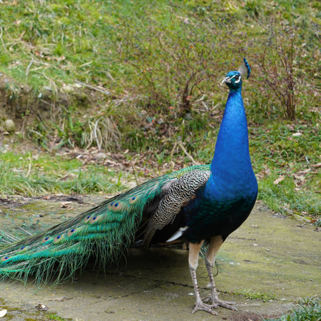 Peacock. Peacock feathers as an object of trade. High quality photoの写真素材