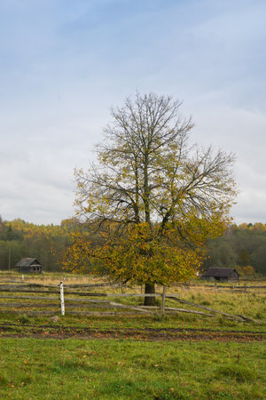 Autumn landscape featuring a lone tree with leaves turning golden and a rustic wooden cabin in the distance, surrounded by a peaceful rural setting under a cloudy sky.の写真素材