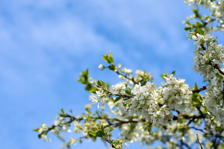 White Cherry Blossoms in Full Bloom Against Clear Blue Sky. High quality photo