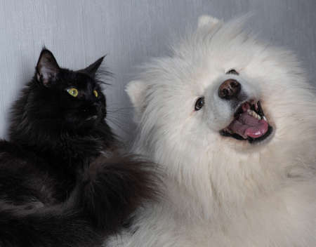 A cat that is lying down and looking at the camera. High quality photoの写真素材