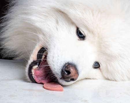A close up of a dog. High quality photoの写真素材