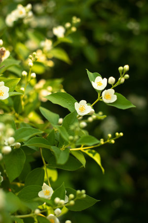 white flowers blooming apple trees against the background of green leaves