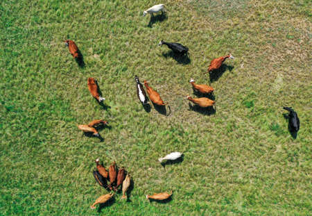 A herd of cattle standing on top of a lush green fieldの写真素材