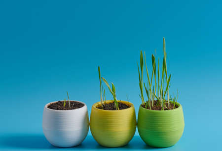 young grass in a pot on a blue backgroundの写真素材