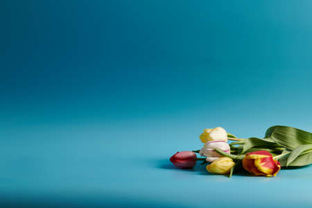 bouquet of colorful tulips on a blue backgroundの写真素材
