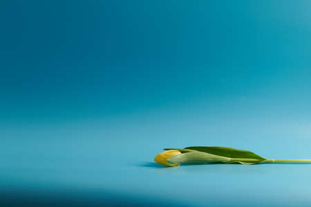 one yellow tulip flower on a blue backgroundの写真素材